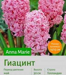  Гиацинт (Heacintus) Anna Marie 